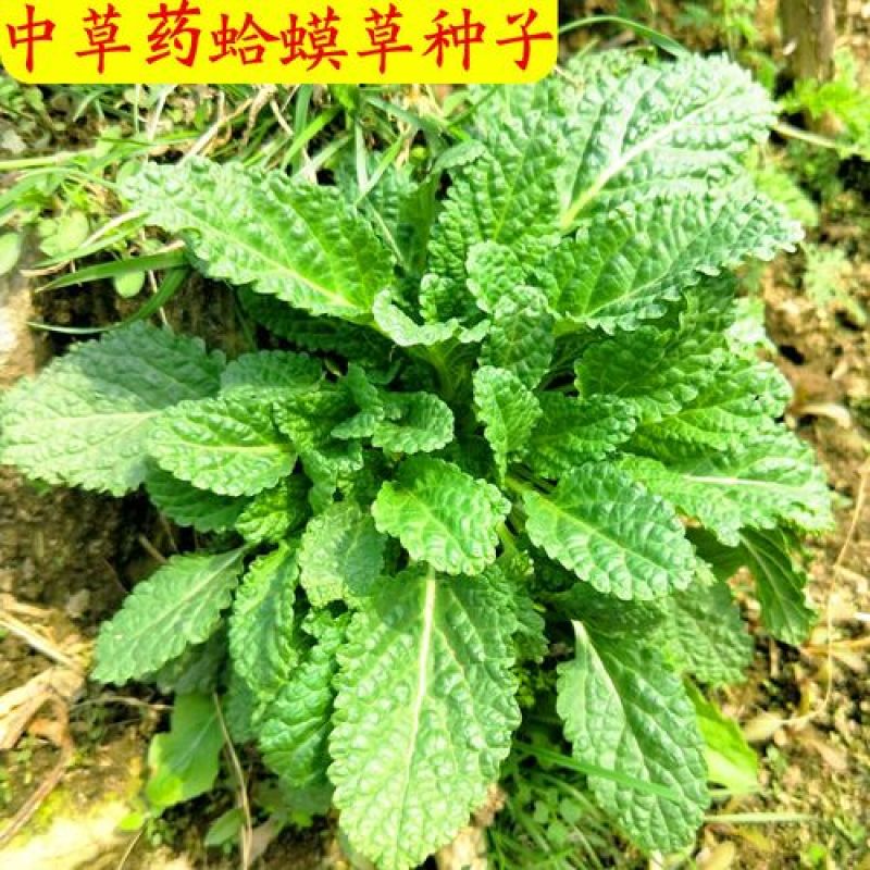 新采正宗蛤蟆草种子荔枝草中草雪见草青蛙草阳台庭院种植种子