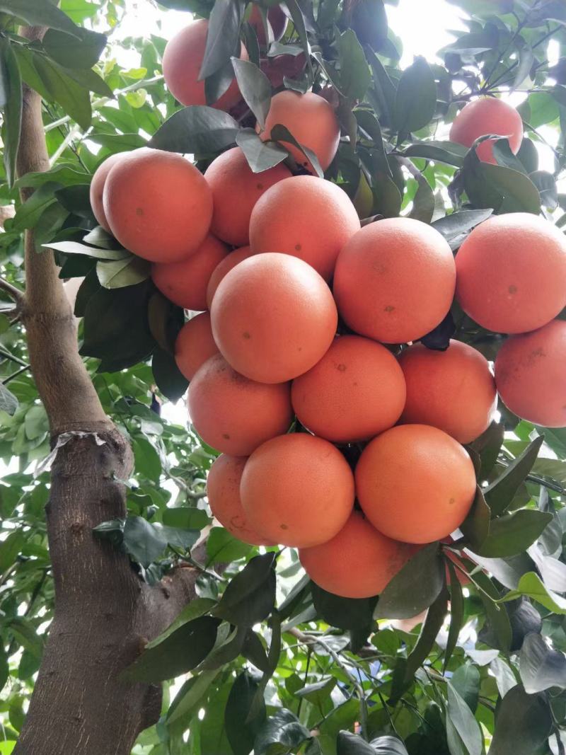西柚三红葡萄柚西柚红宝石葡萄柚红葡萄柚