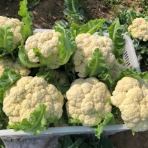 【畅销榜】有机花菜，实花，基地货，大量供应