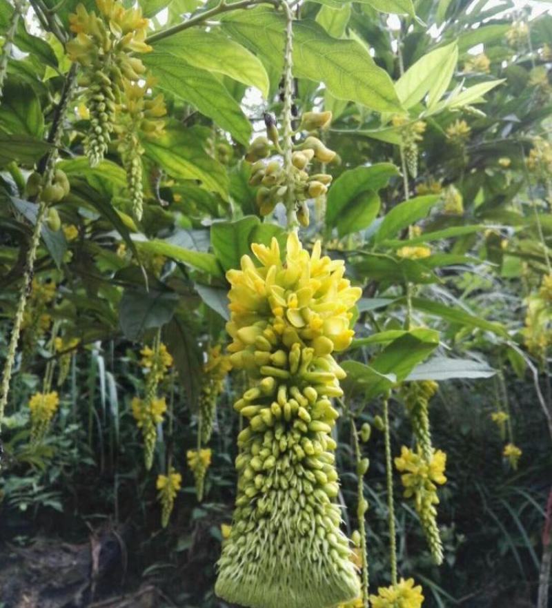 黄花倒水莲种子大远志药材种籽观音串林木花卉种子