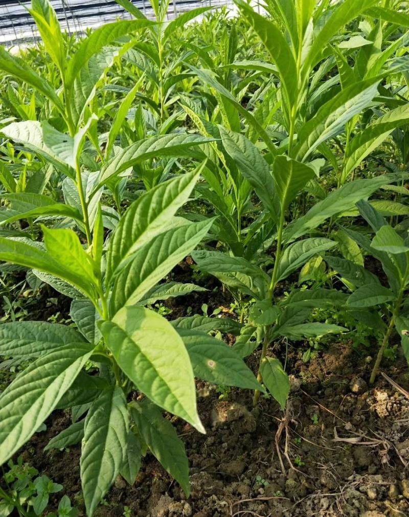 黄花倒水莲种子大远志药材种籽观音串林木花卉种子