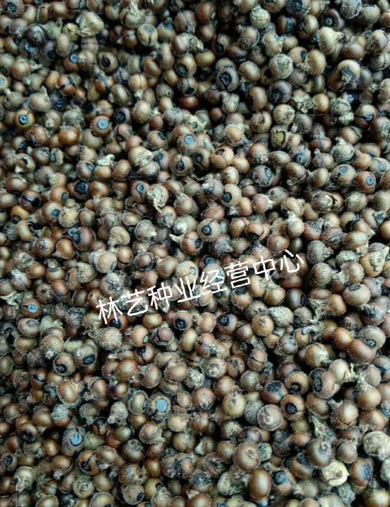 黄花倒水莲种子大远志药材种籽观音串林木花卉种子