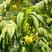 黄花倒水莲种子大远志药材种籽观音串林木花卉种子