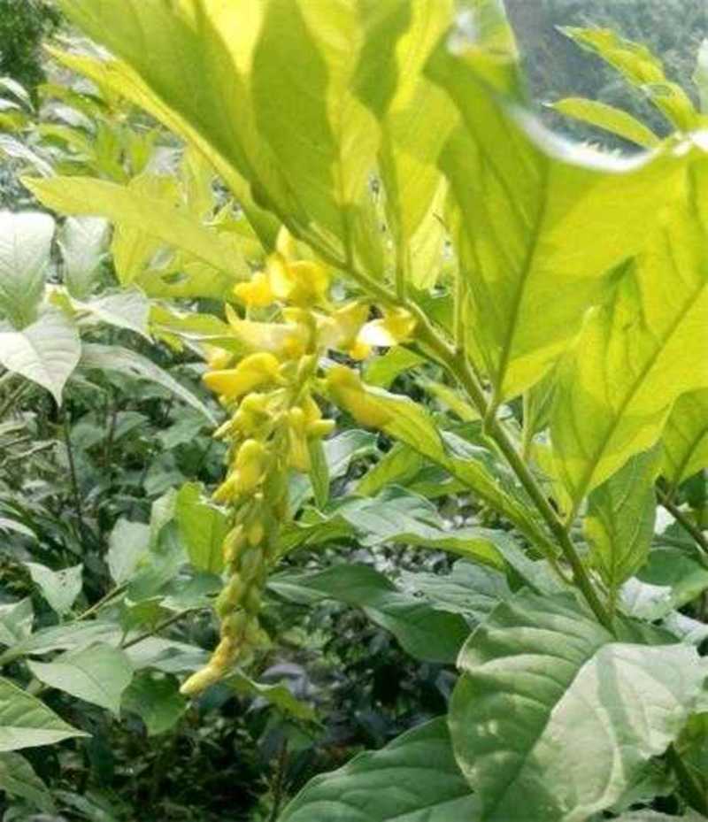 黄花倒水莲种子大远志药材种籽观音串林木花卉种子