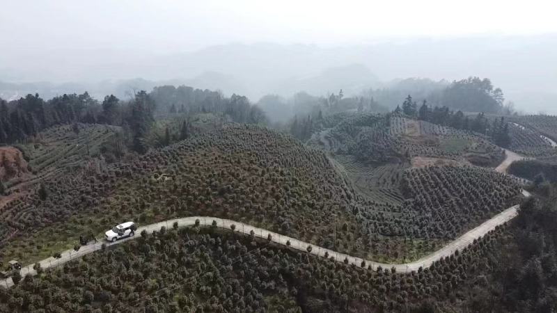 蓝花楹，从生，蓝花楹，苗木高县罗场镇蜀兴苗木苗圃