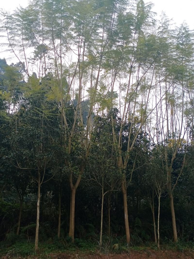 蓝花楹，从生，蓝花楹，苗木高县罗场镇蜀兴苗木苗圃