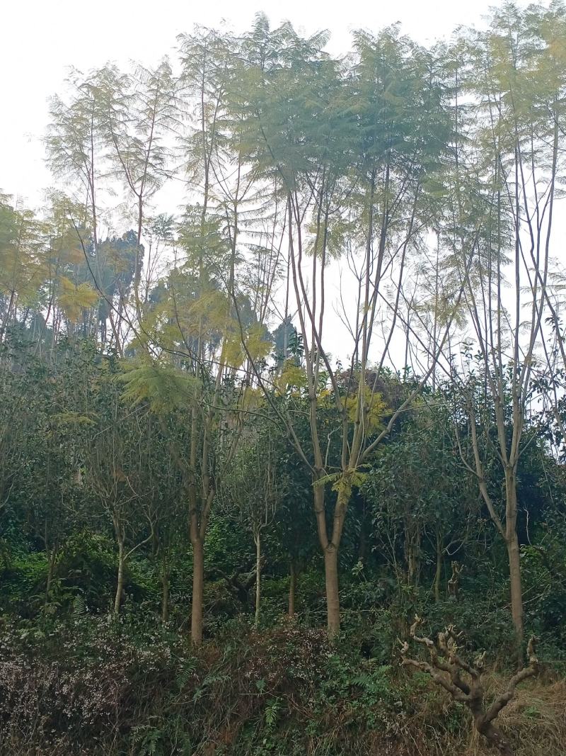 蓝花楹，从生，蓝花楹，苗木高县罗场镇蜀兴苗木苗圃