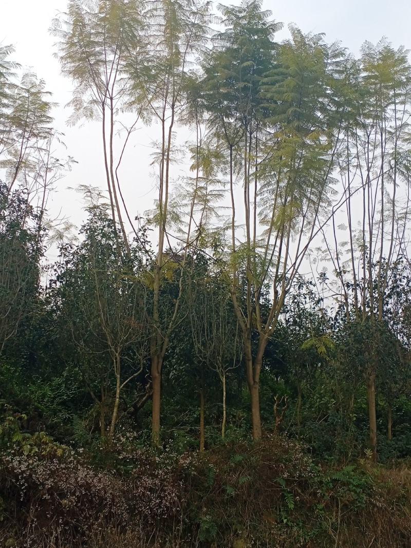 蓝花楹，从生，蓝花楹，苗木高县罗场镇蜀兴苗木苗圃