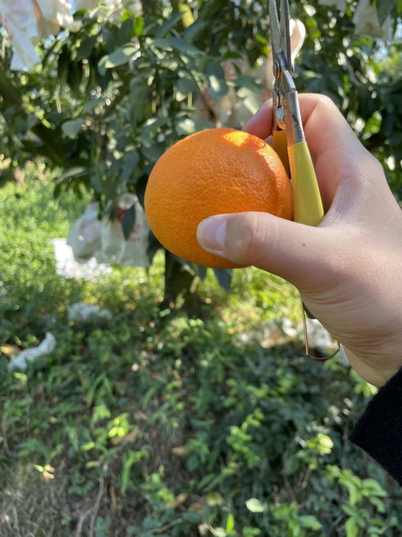 红美人红媛28号新鲜现摘现发