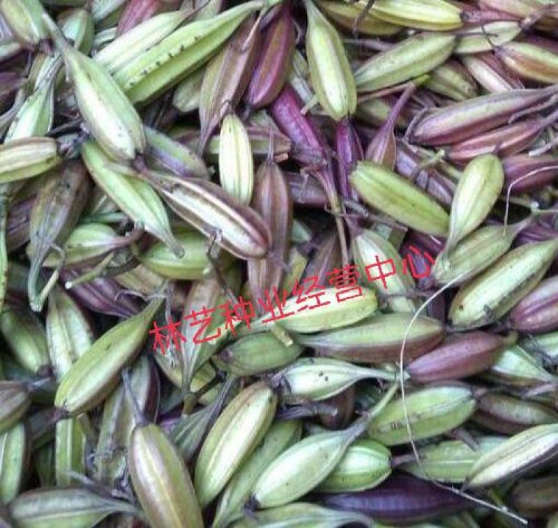 新采药材种子/白芨种子/紫花白芨种籽/紫花大白芨种子