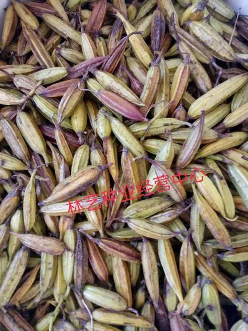 新采药材种子/白芨种子/紫花白芨种籽/紫花大白芨种子