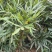新采十大功劳种子老鼠刺种子猫刺叶种子中草药种子