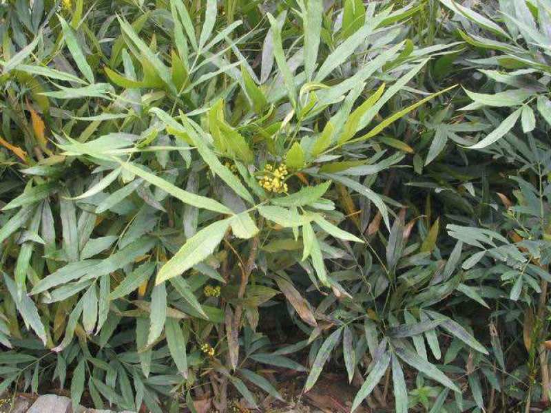 新采十大功劳种子老鼠刺种子猫刺叶种子中草药种子
