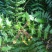 新采十大功劳种子老鼠刺种子猫刺叶种子中草药种子