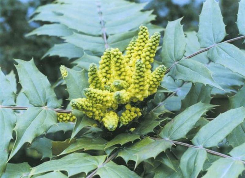 新采十大功劳种子老鼠刺种子猫刺叶种子中草药种子