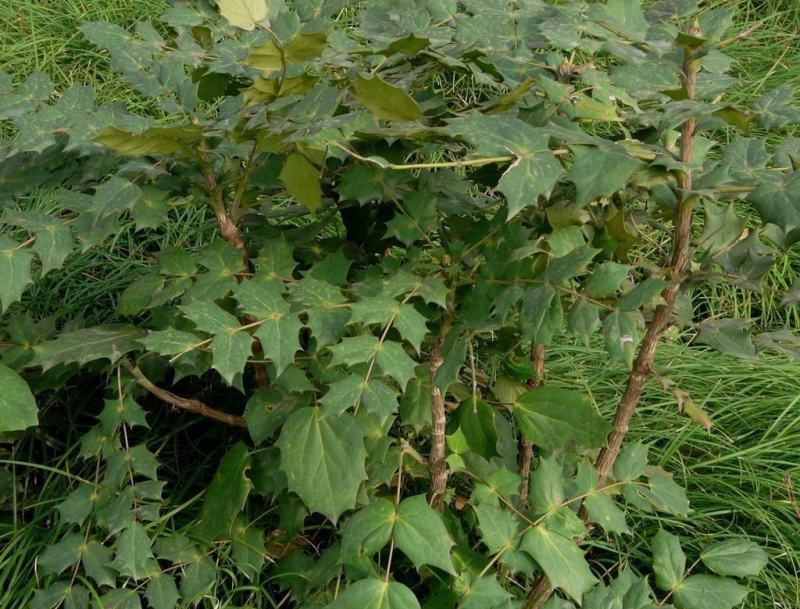 新采十大功劳种子老鼠刺种子猫刺叶种子中草药种子