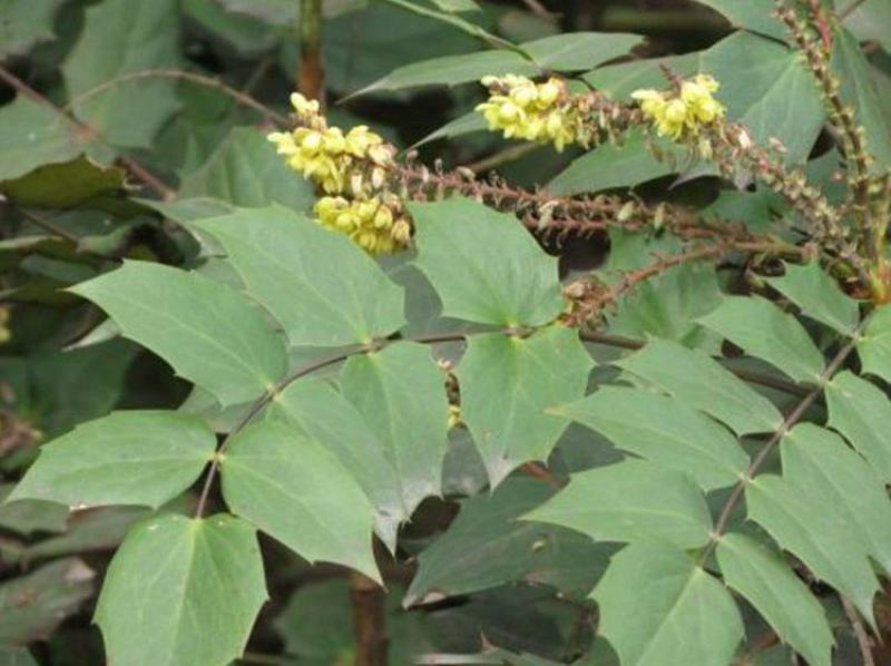 新采十大功劳种子老鼠刺种子猫刺叶种子中草药种子