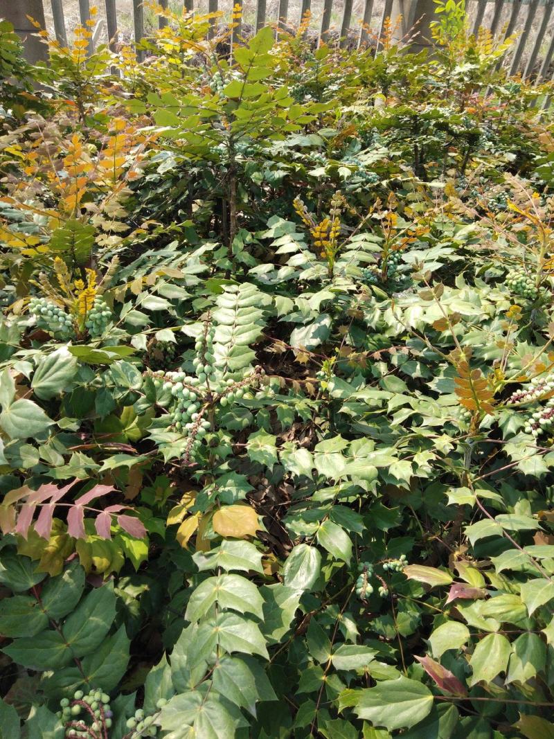 新采十大功劳种子老鼠刺种子猫刺叶种子中草药种子