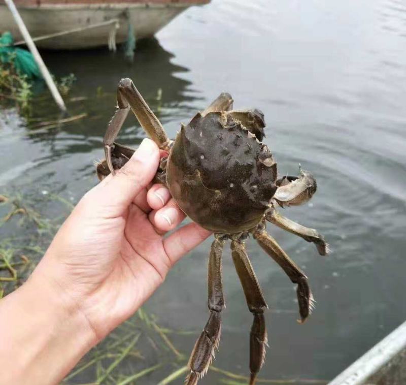 超大母蟹鲜活4.5两大闸蟹顺丰包邮螃蟹活体超大公蟹