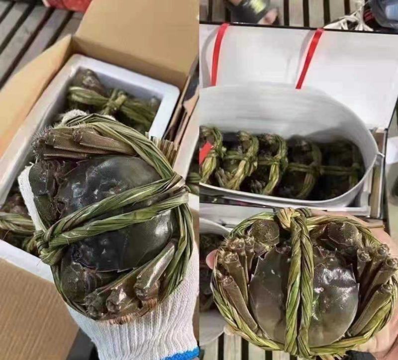 超大母蟹鲜活4.5两大闸蟹顺丰包邮螃蟹活体超大公蟹