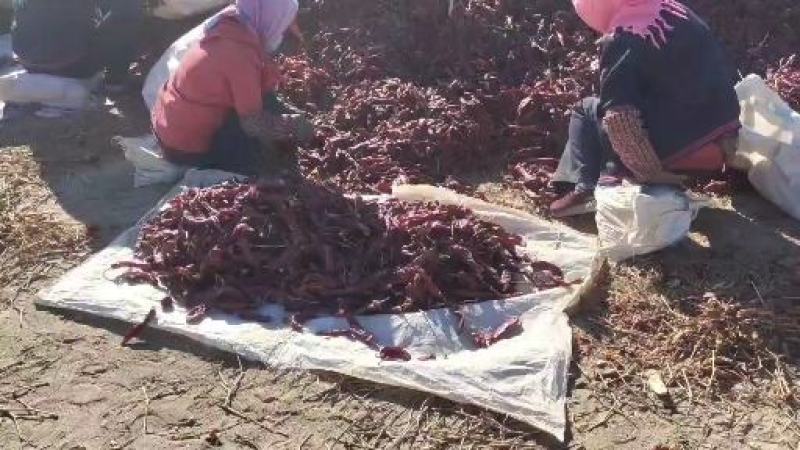 新疆农户一手疆红通货，个头大，色泽亮。价格美丽