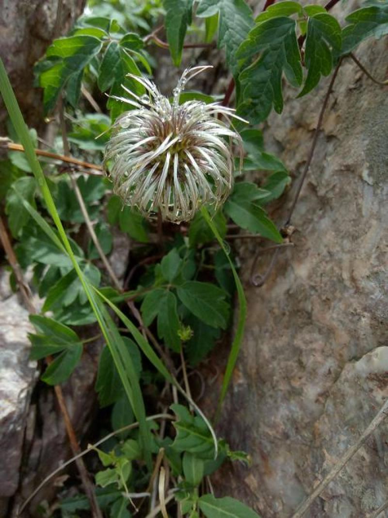 威灵仙种子山辣椒秧种子铁线莲北东北药材山野菜种子