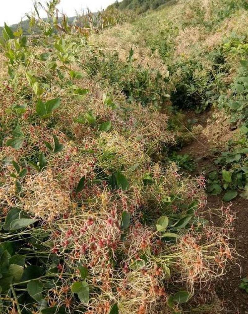 威灵仙种子山辣椒秧种子铁线莲北东北药材山野菜种子