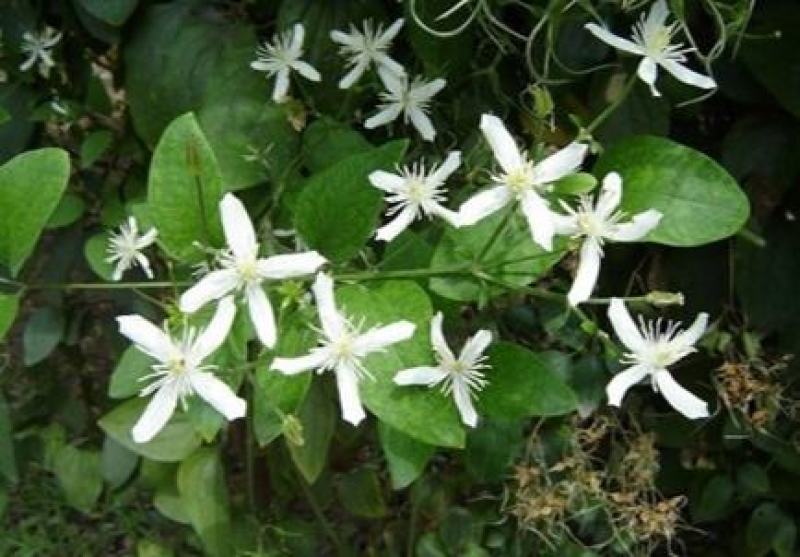 威灵仙种子山辣椒秧种子铁线莲北东北药材山野菜种子