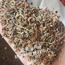 威灵仙种子山辣椒秧种子铁线莲北东北药材山野菜种子