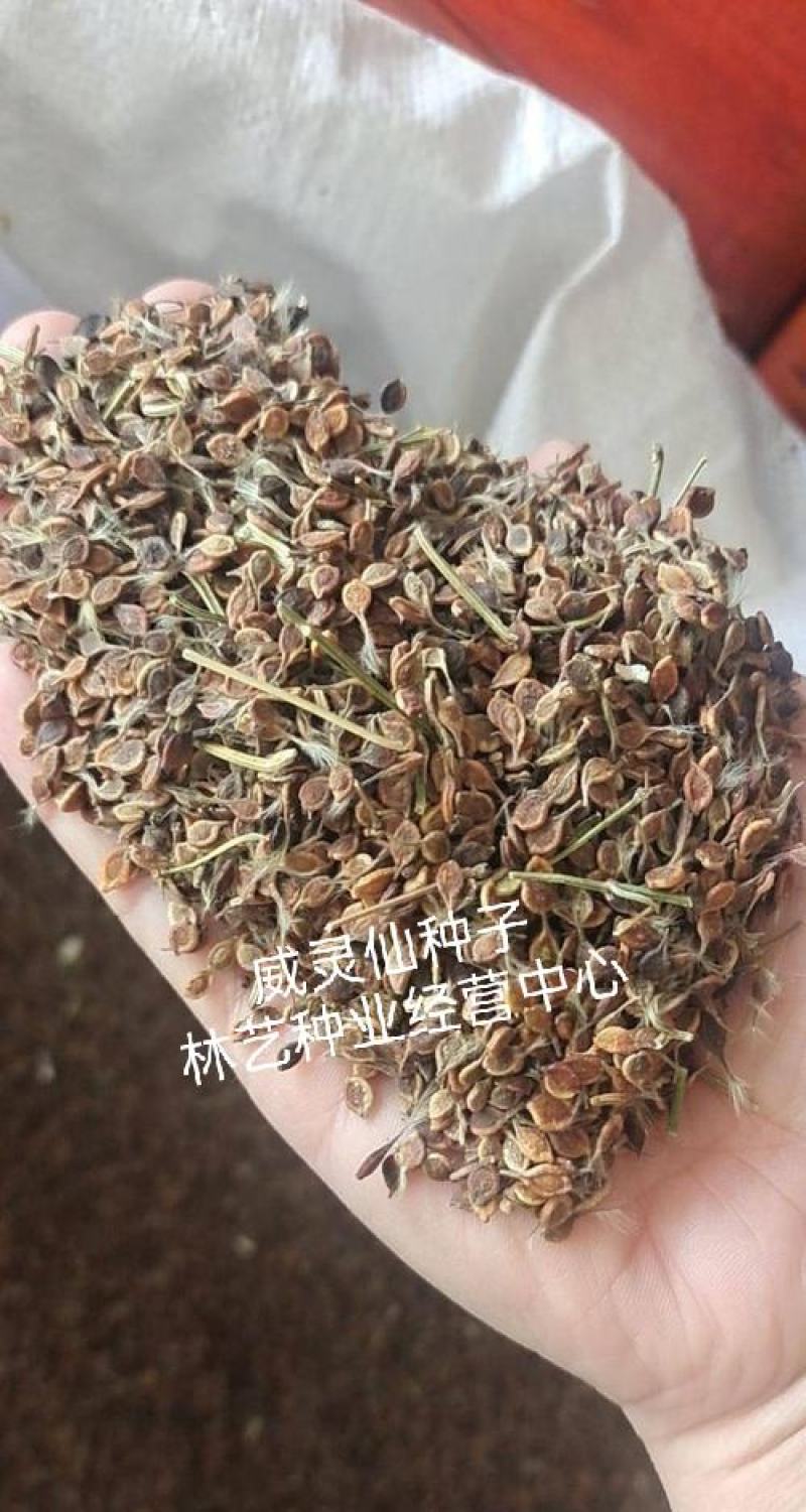 威灵仙种子山辣椒秧种子铁线莲北东北药材山野菜种子