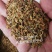 威灵仙种子山辣椒秧种子铁线莲北东北药材山野菜种子