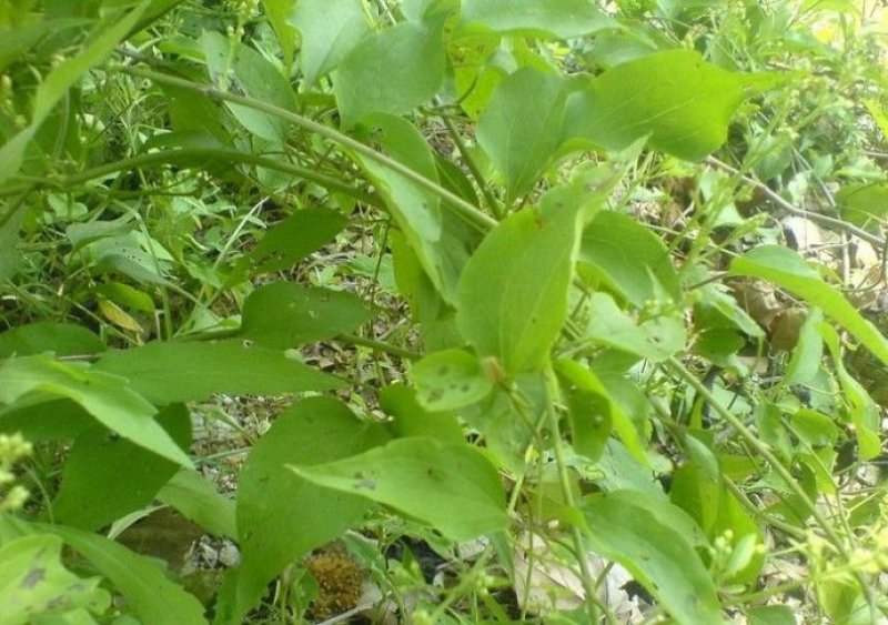 威灵仙种子山辣椒秧种子铁线莲北东北药材山野菜种子