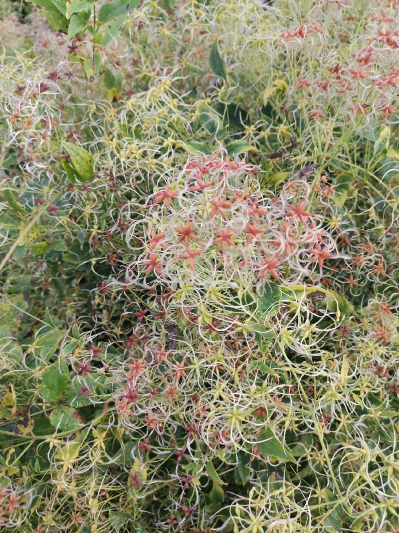 威灵仙种子山辣椒秧种子铁线莲北东北药材山野菜种子