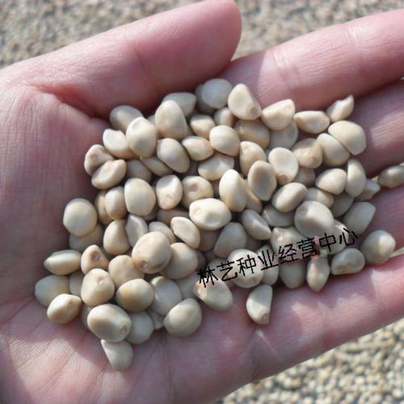 金丝指葫芦子种子中药材拐子豆中草药华佗豆跌打豆贼老豆