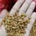 金丝指葫芦子种子中药材拐子豆中草药华佗豆跌打豆贼老豆