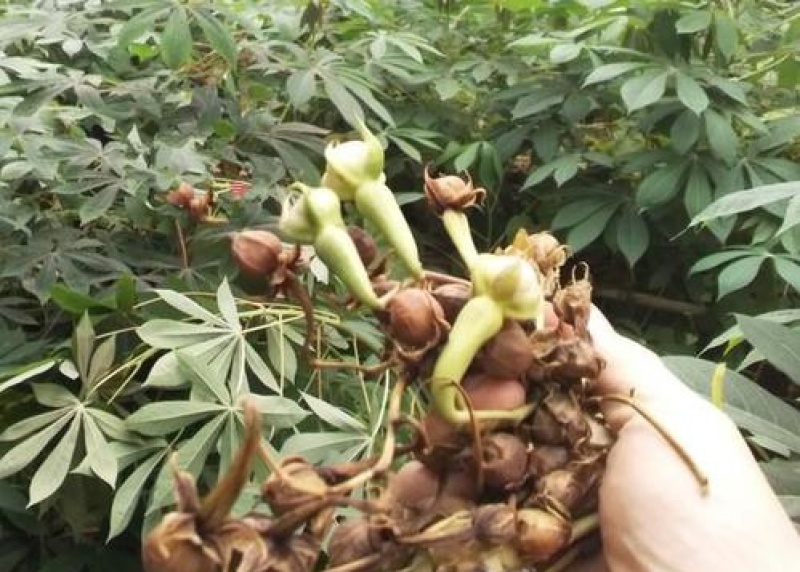 金丝指葫芦子种子中药材拐子豆中草药华佗豆跌打豆贼老豆