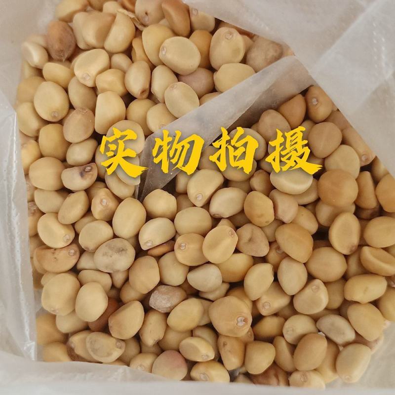 金丝指葫芦子种子中药材拐子豆中草药华佗豆跌打豆贼老豆