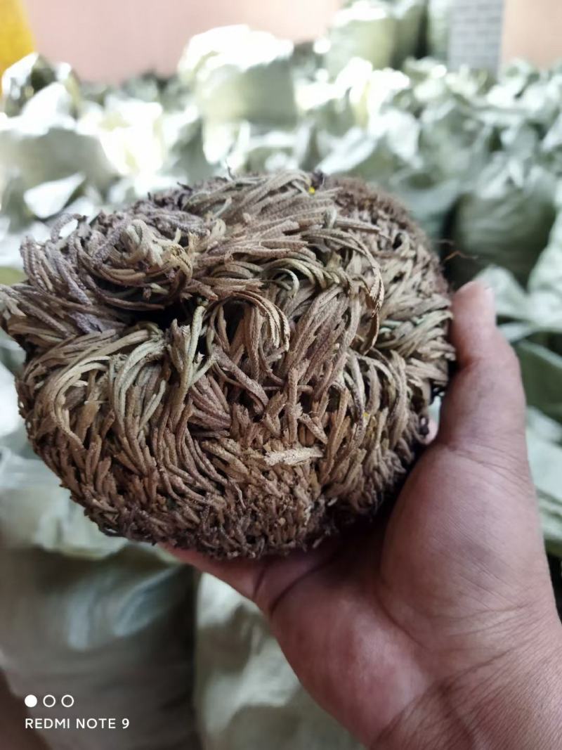 卷柏(野生有100吨货源)