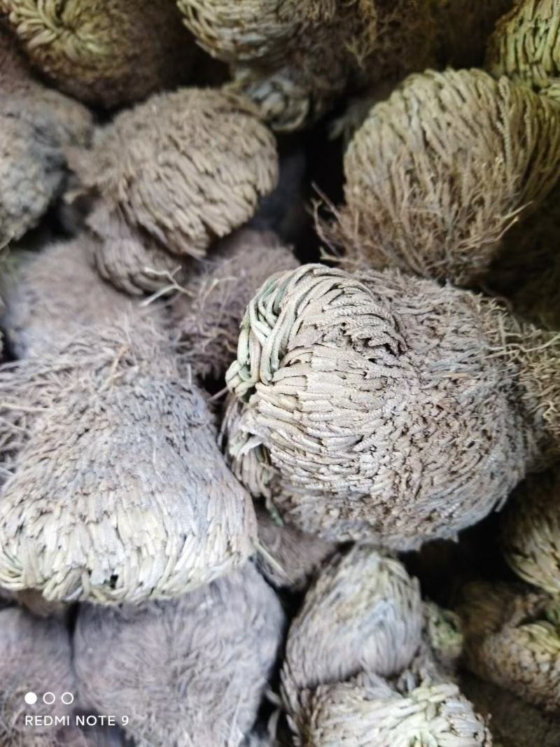 卷柏(野生有100吨货源)