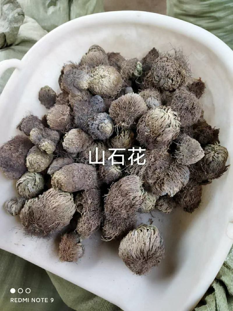 卷柏(野生有100吨货源)