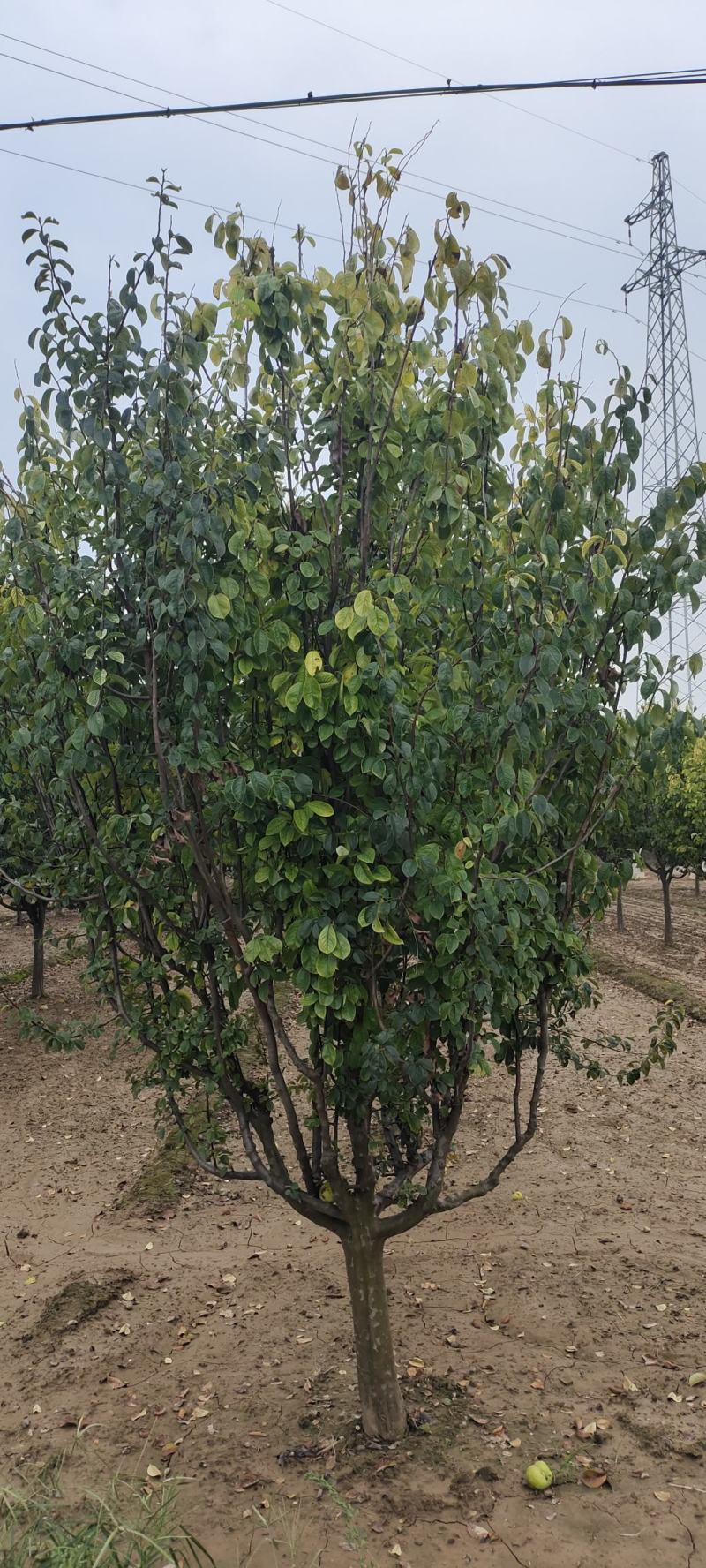 供应照片质量8～15公分木瓜海棠，质量优价格美