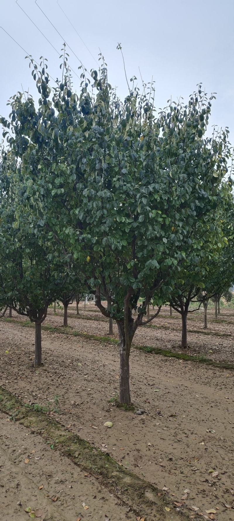 供应照片质量8～15公分木瓜海棠，质量优价格美
