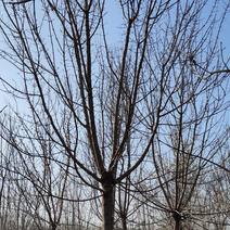 供应自家苗圃8～15青叶复叶槭照片质量保质保量