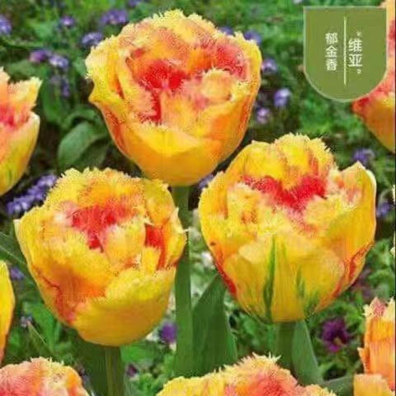 进口郁金香种球花海公园大球盆景花基地直发
