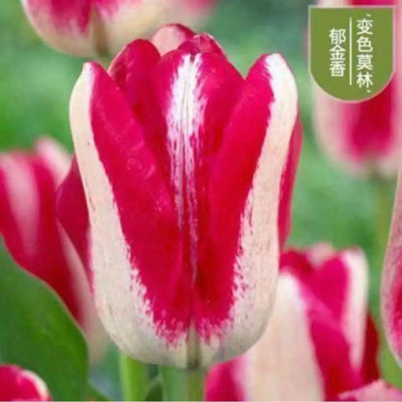 进口郁金香种球花海公园大球盆景花基地直发