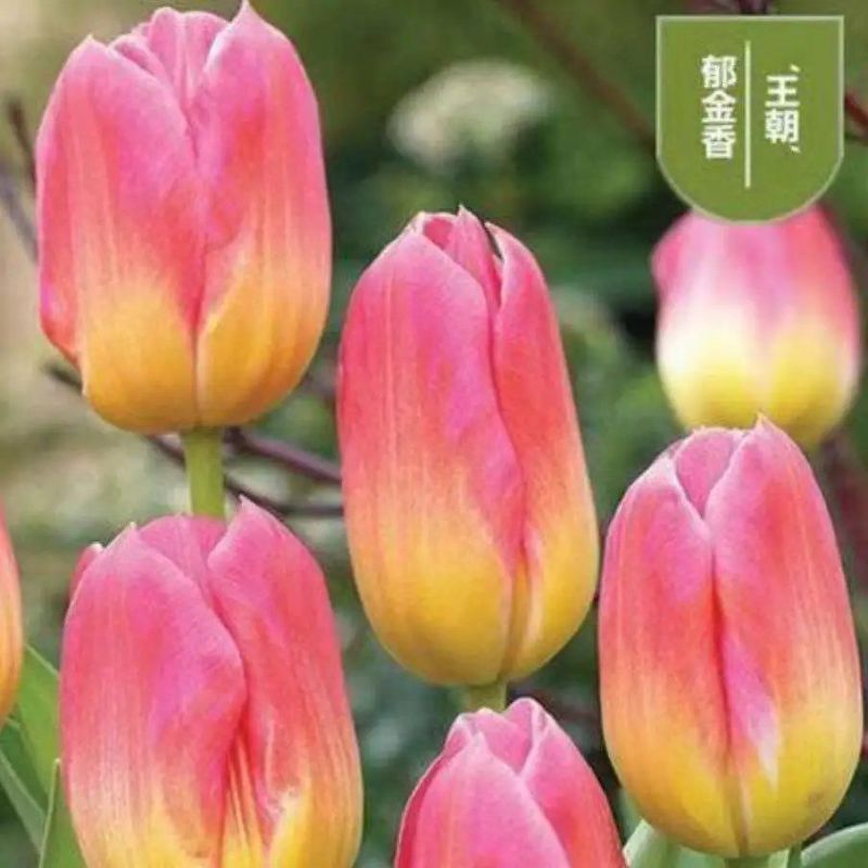 进口郁金香种球花海公园大球盆景花基地直发