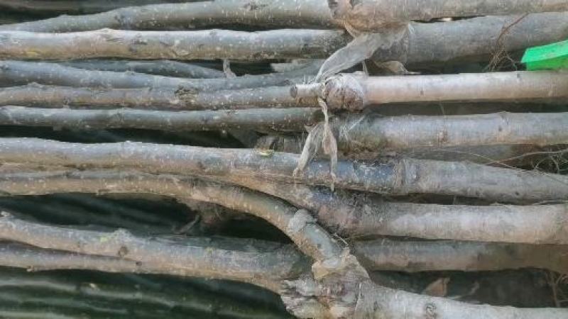 三年秋月梨苗，基地直批，品质保证，免费栽植技术