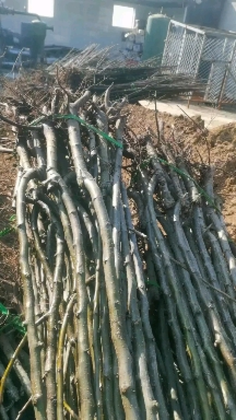 三年秋月梨苗，基地直批，品质保证，免费栽植技术