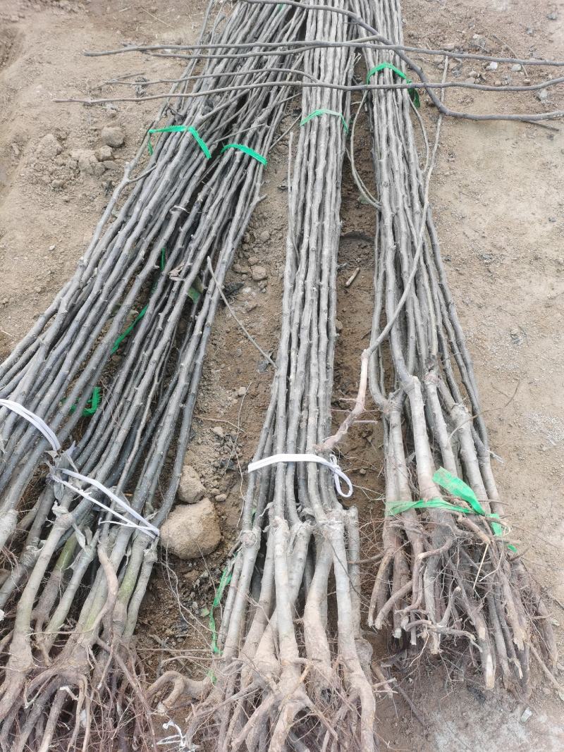 三年秋月梨苗，基地直批，品质保证，免费栽植技术