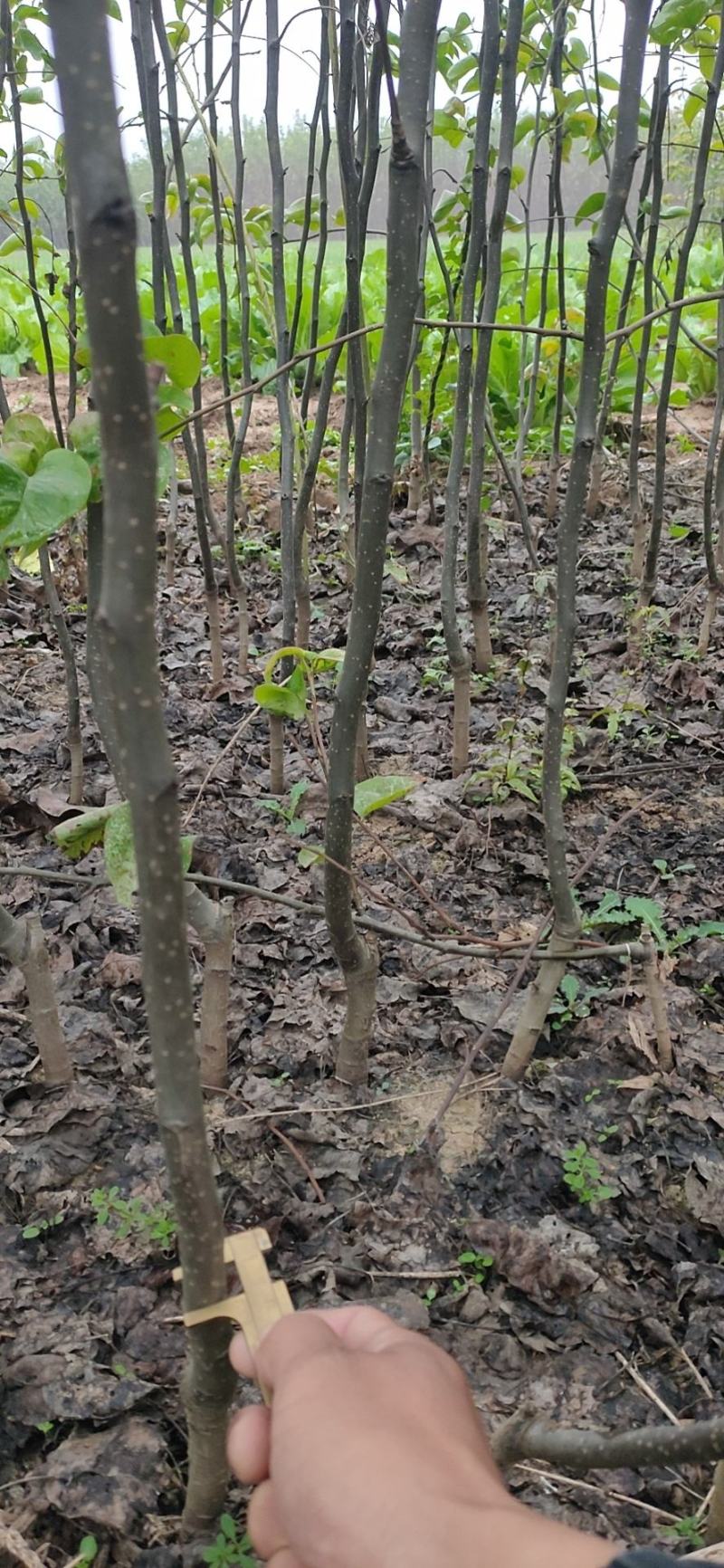 二年秋月梨苗，基地直批，品质保证，免费栽植技术，量大价优